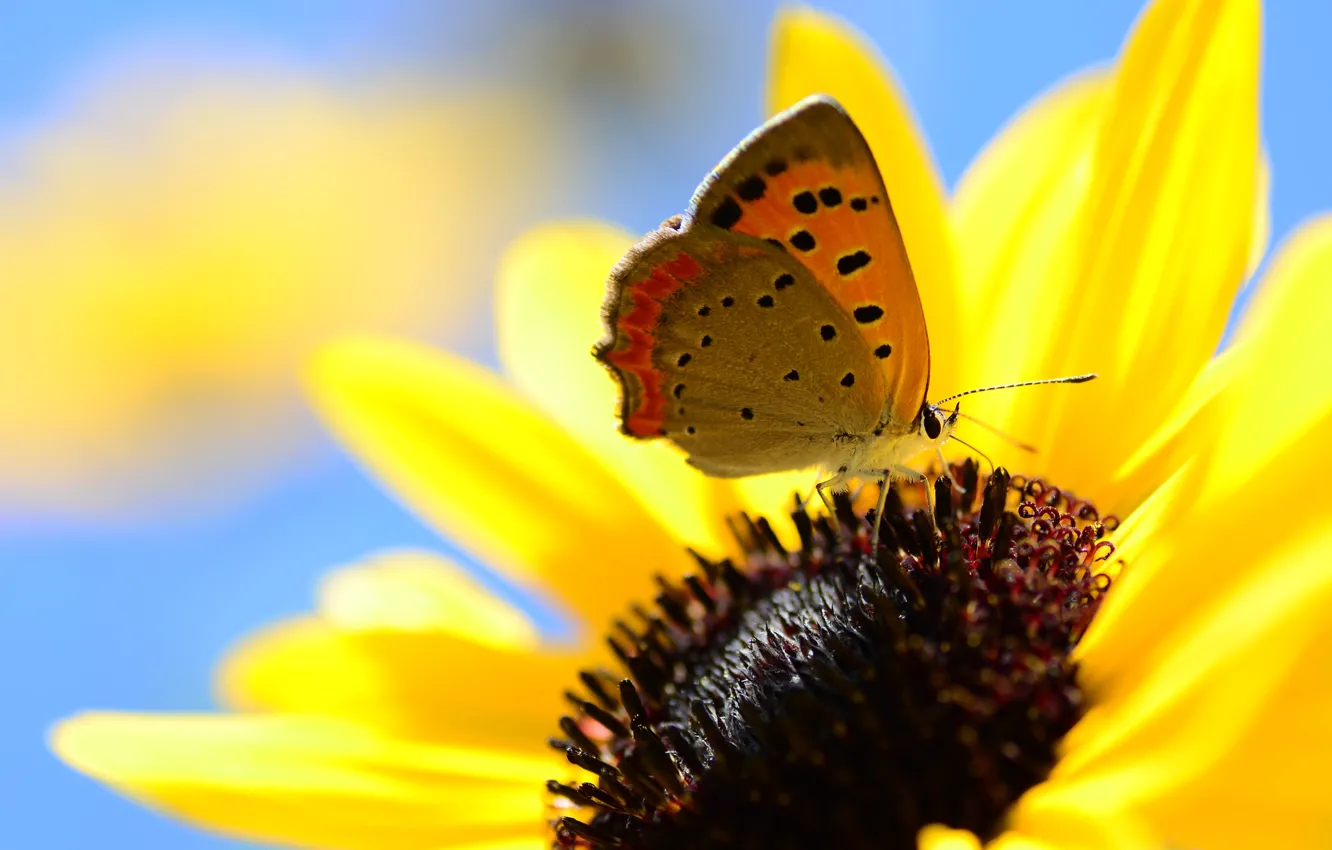 Photo wallpaper the sky, flowers, butterfly, petals, insect
