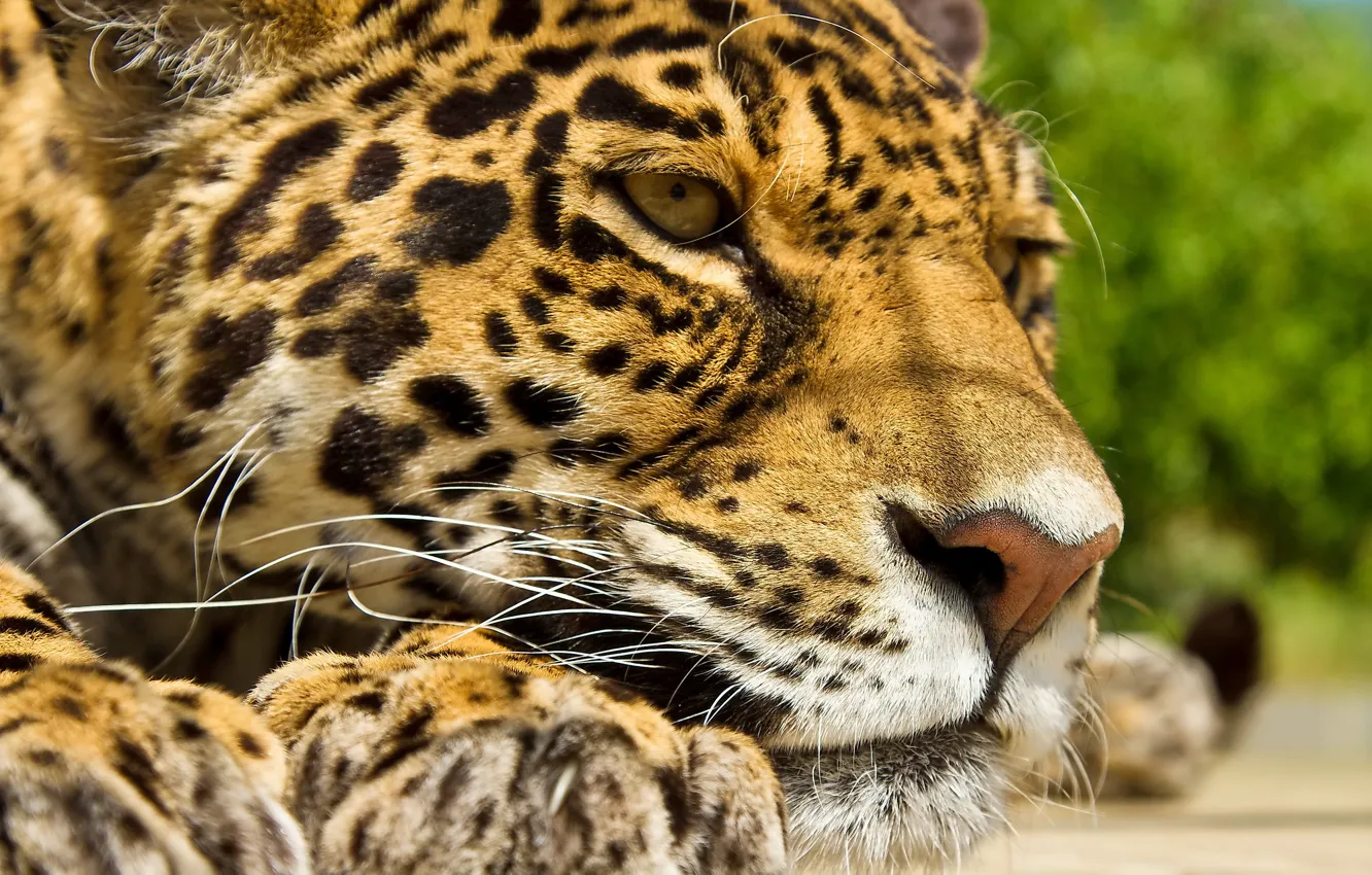 Photo wallpaper mustache, face, stay, paws, Jaguar, panthera onca