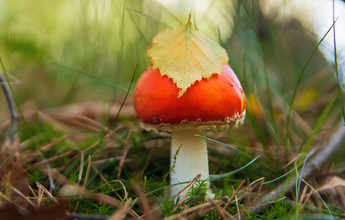 Photo wallpaper autumn, grass, nature, mushrooms, leaf, moss, blur, mushroom