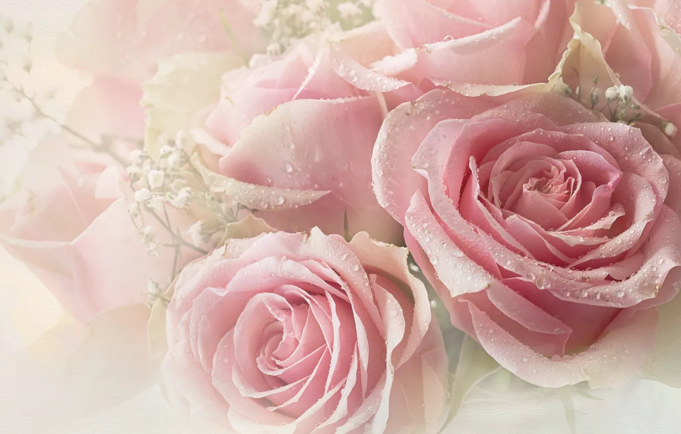 Photo wallpaper drops, pink, roses