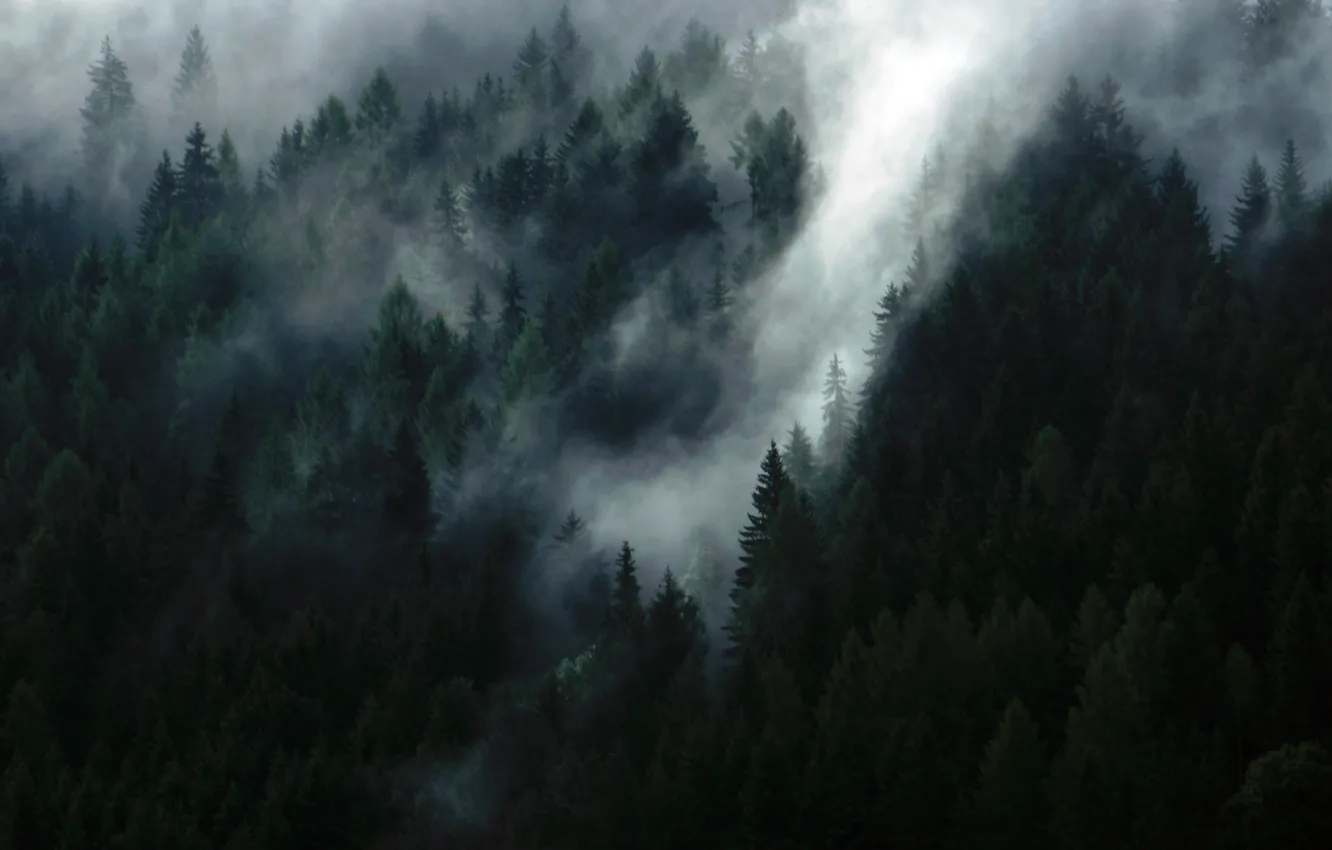 Photo wallpaper forest, trees, nature, haze, Austria, Schladming