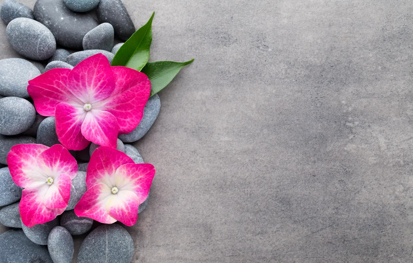 Photo wallpaper flowers, stones, flower, orchid, stones, spa, zen