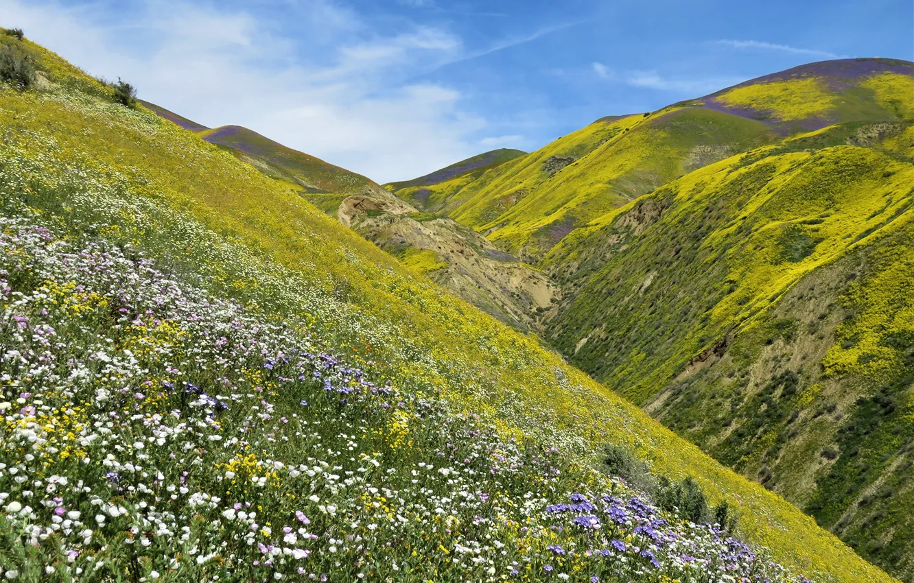 Photo wallpaper the sky, grass, flowers, mountains, slope, CA, gorge, USA