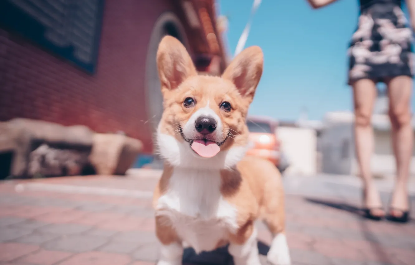 Photo wallpaper language, look, girl, dog, walk, face, ears, doggie