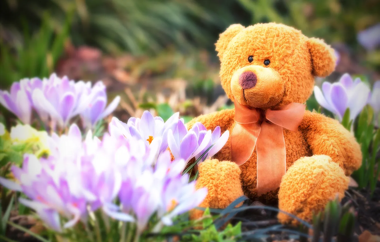 Photo wallpaper flowers, spring, bear, crocuses, plush, Teddy, spring