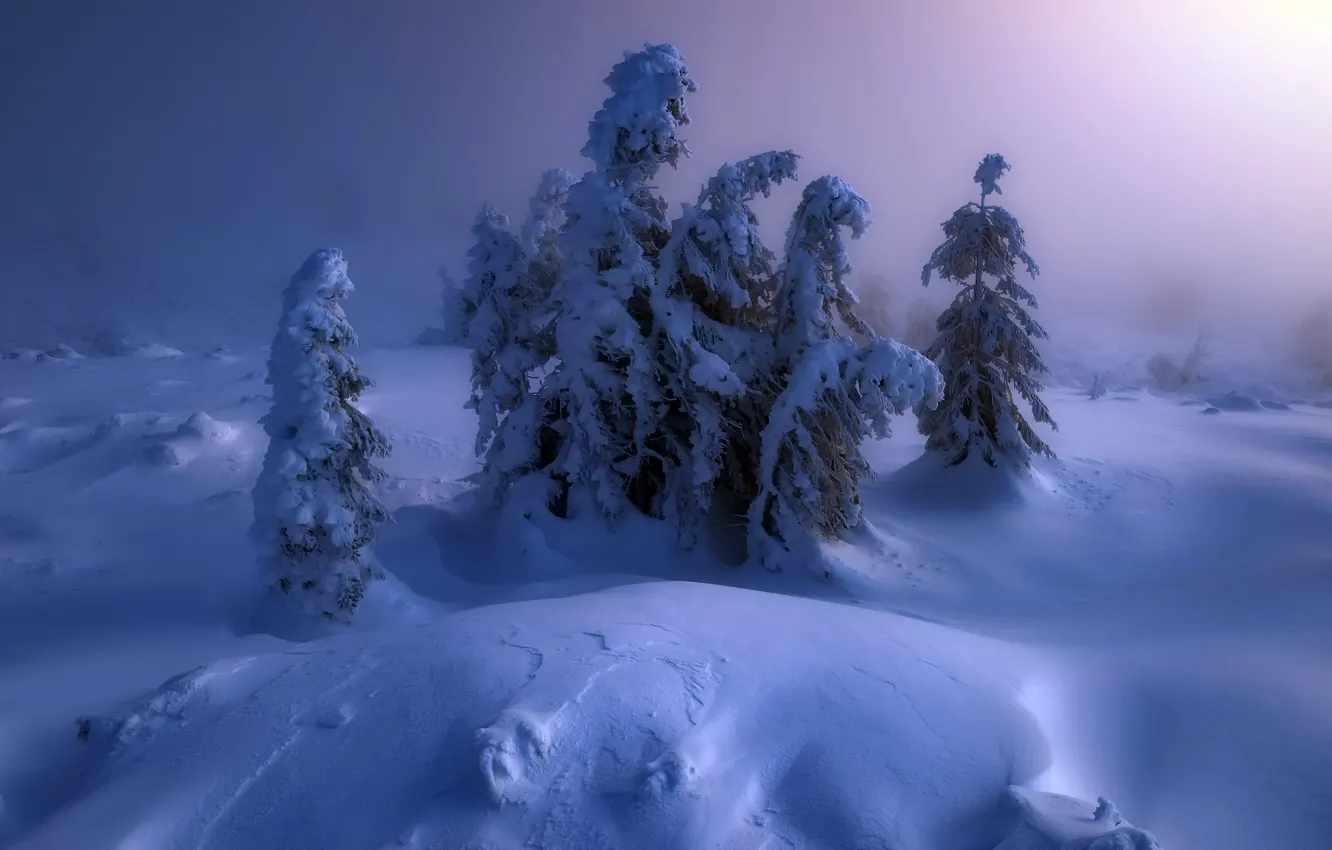 Photo wallpaper winter, snow, nature