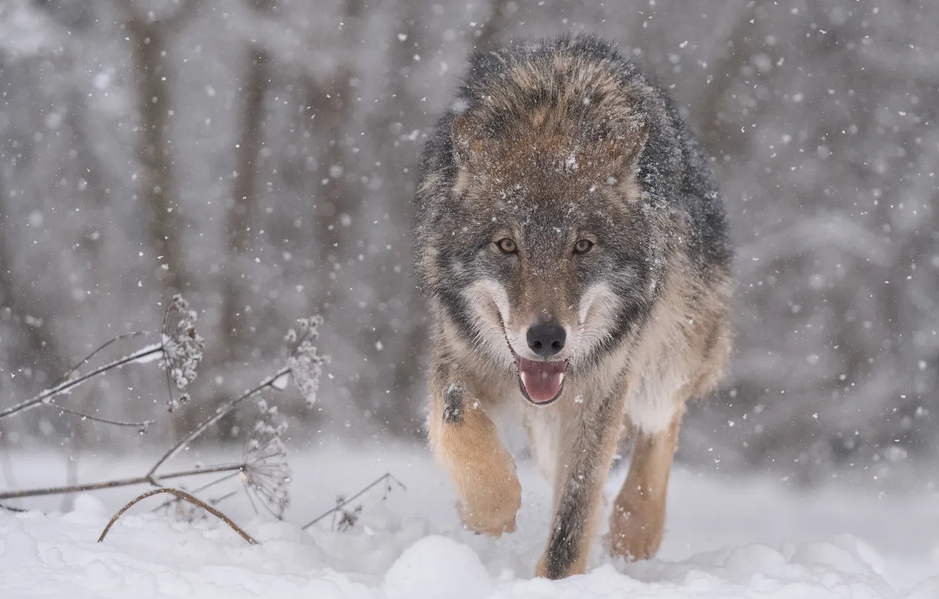 Photo wallpaper winter, face, snow, wolf, predator, the orderly forest, Alexander Kukanov