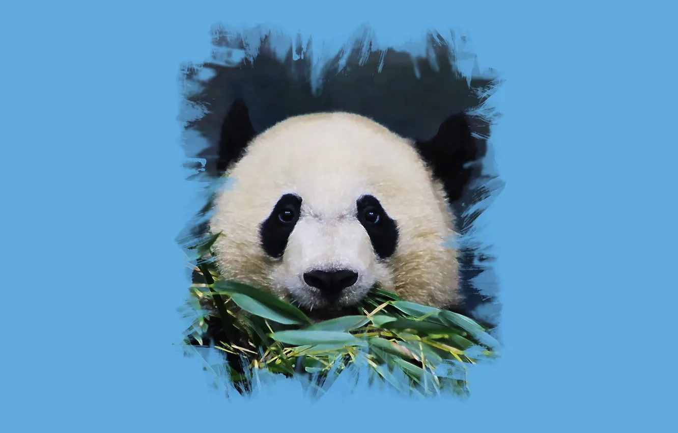 Photo wallpaper look, foliage, art, Panda