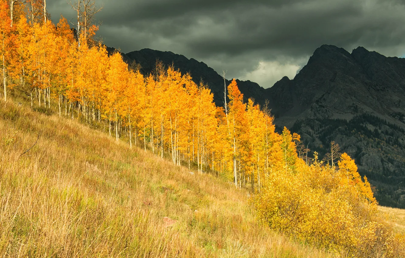 Photo wallpaper autumn, forest, trees, mountains, Colorado, USA, grove, aspen
