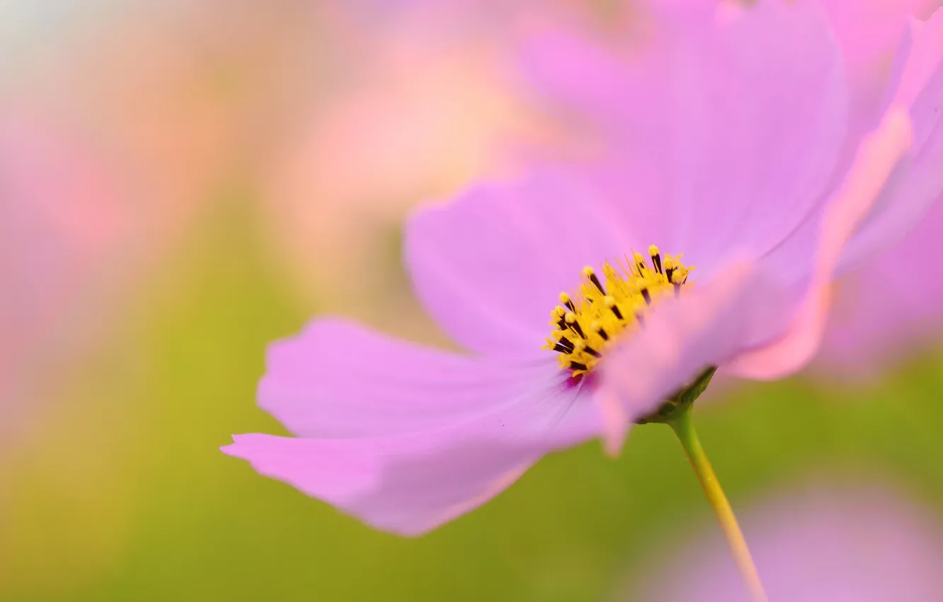 Photo wallpaper macro, paint, petals, kosmeya