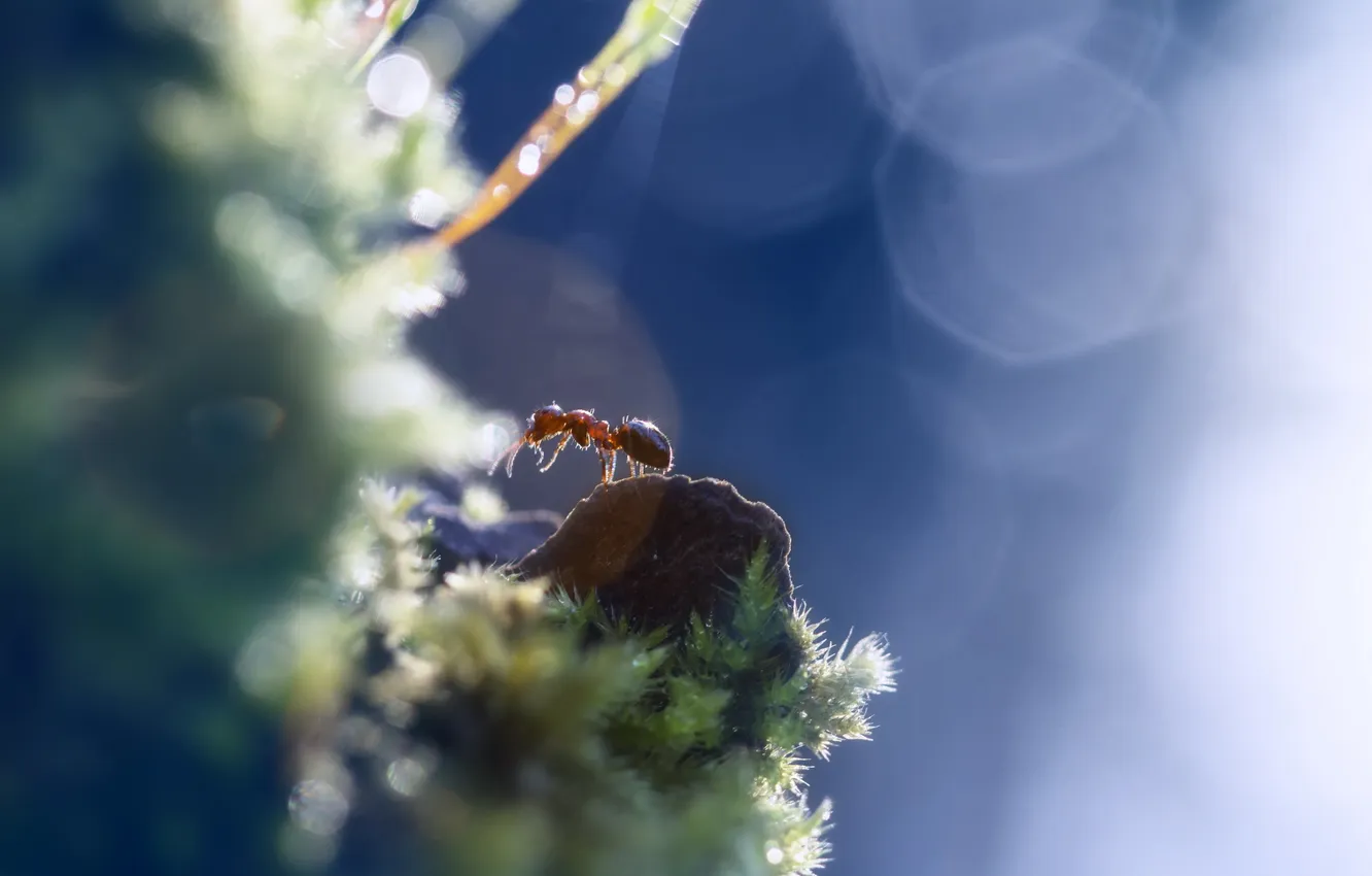 Photo wallpaper glare, plant, ants
