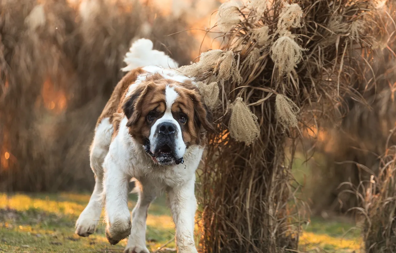 Photo wallpaper look, each, dog