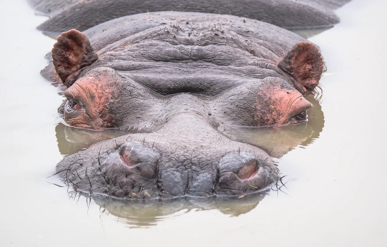 Photo wallpaper water, nature, Hippo