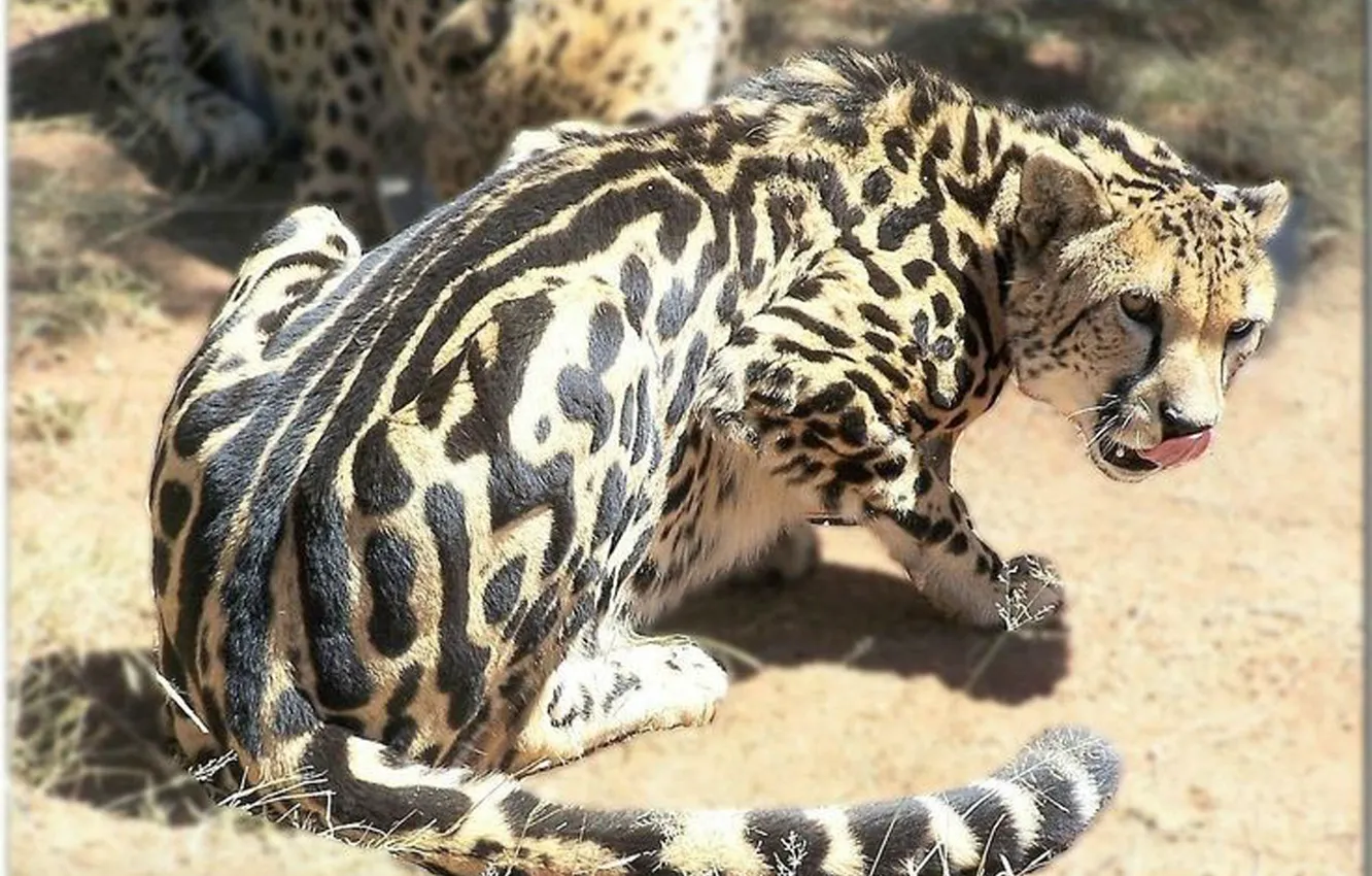 Photo wallpaper wildlife, Kalimantan clouded leopard, Bornean