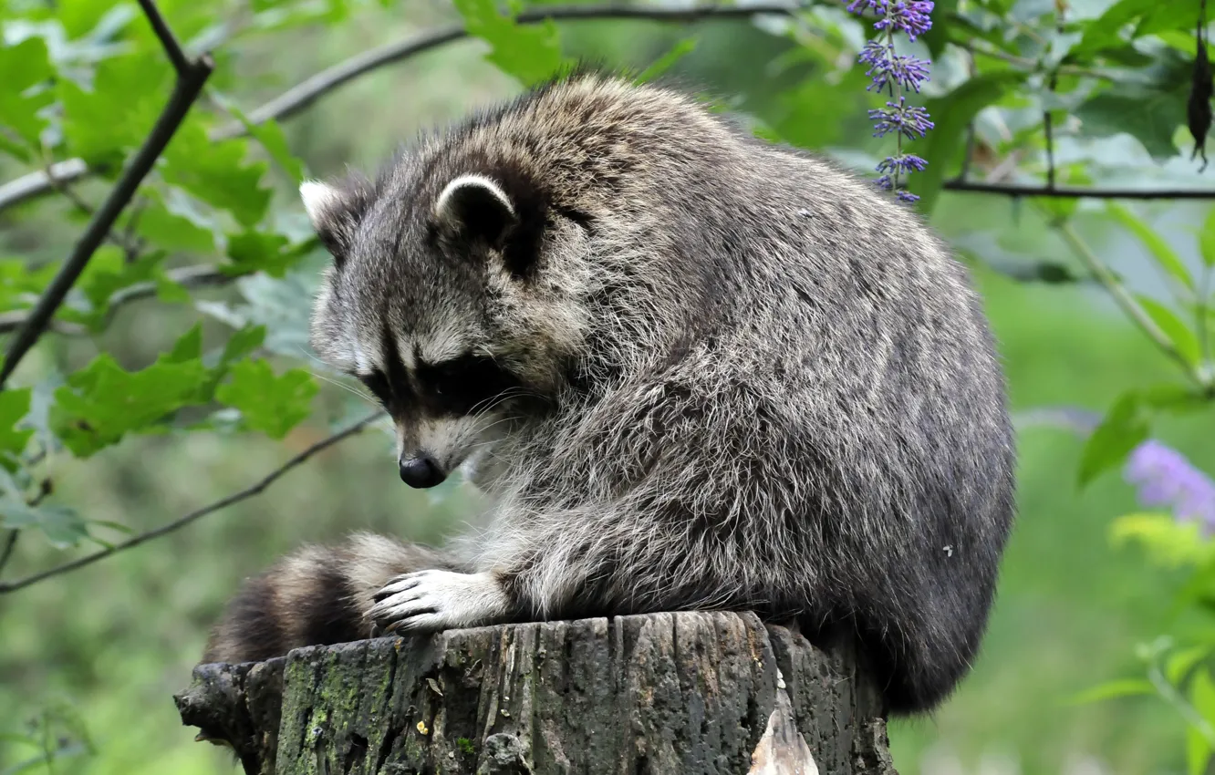 Photo wallpaper flowers, stump, stump, raccoon