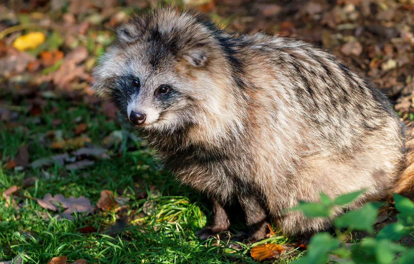 Photo wallpaper autumn, grass, face, light, animal, foliage, raccoon, sitting