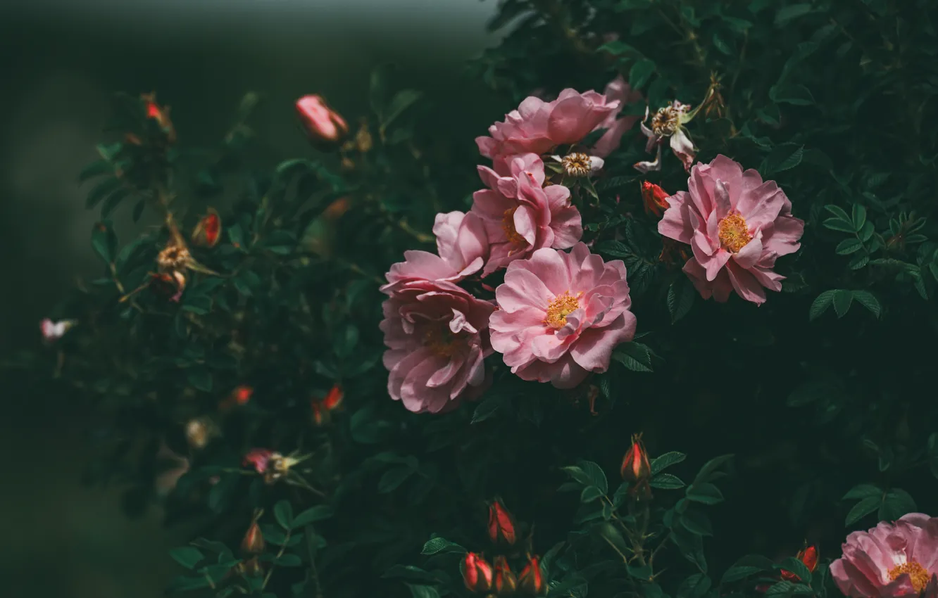 Photo wallpaper pink, flowers, beautiful