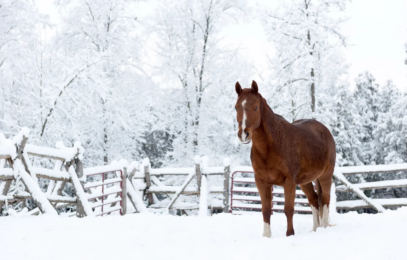 Photo wallpaper snow, nature, horse
