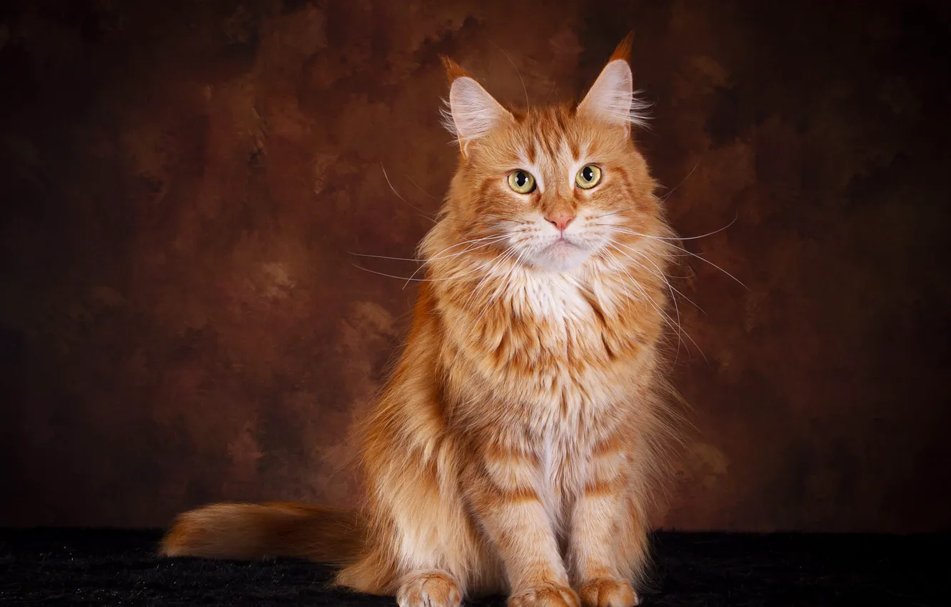 Photo wallpaper cat, cat, look, pose, the dark background, muzzle, fur, red