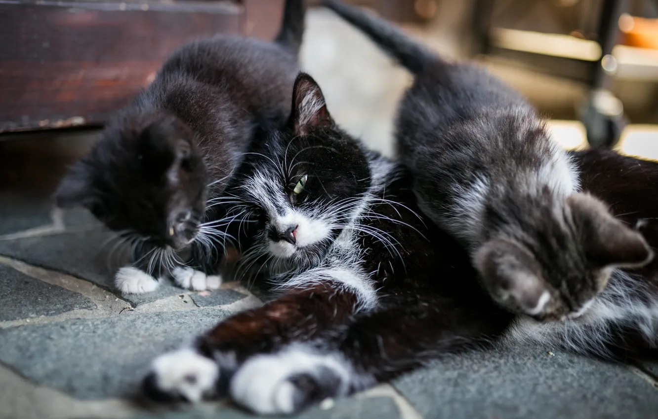 Photo wallpaper cat, look, children, pose, home, lies, kitty, mom