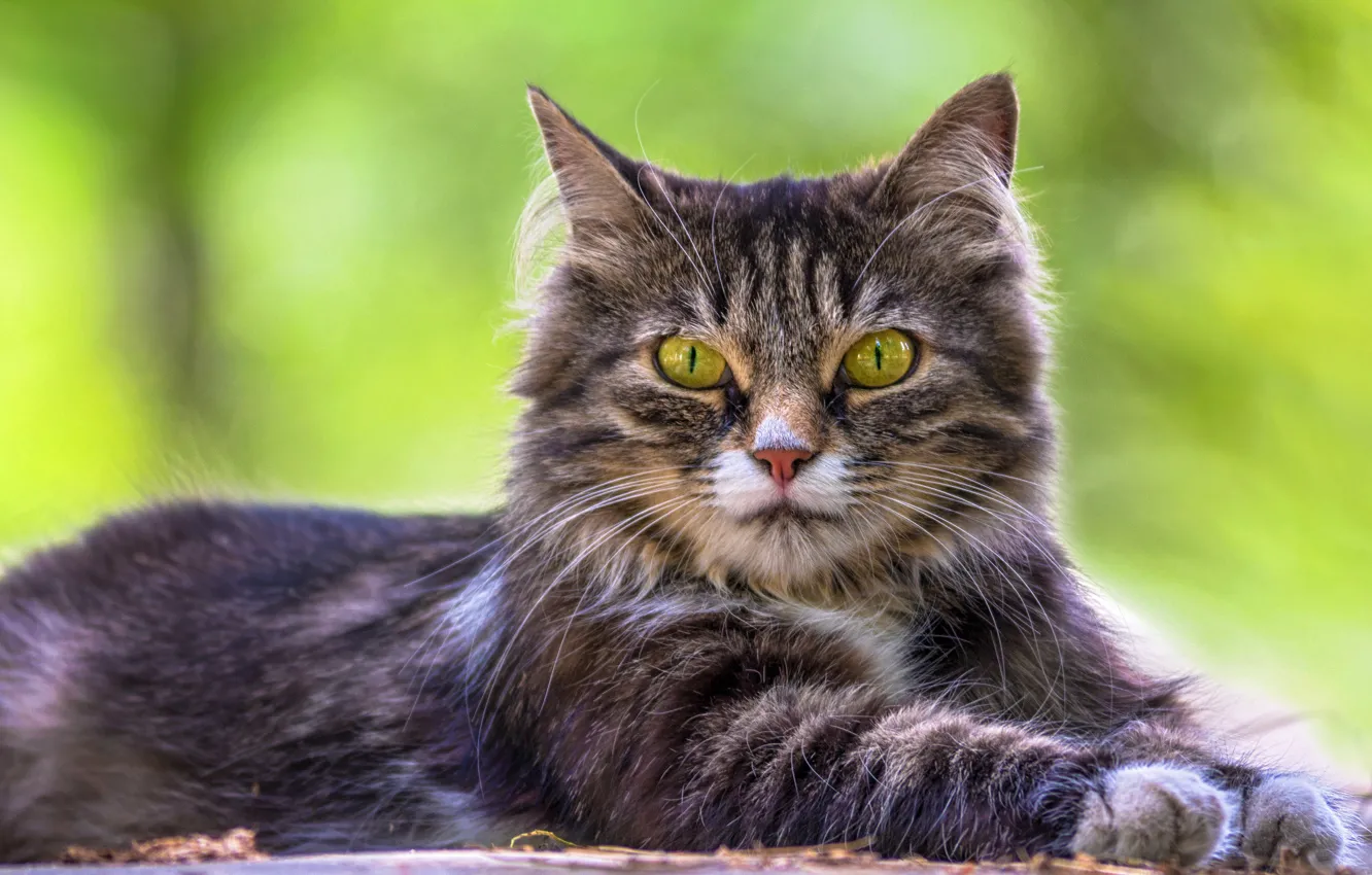 Photo wallpaper cat, grass, cat, look, portrait, lies