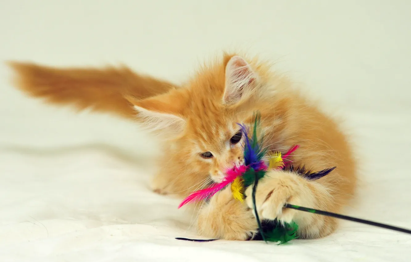 Photo wallpaper toy, cat, plays