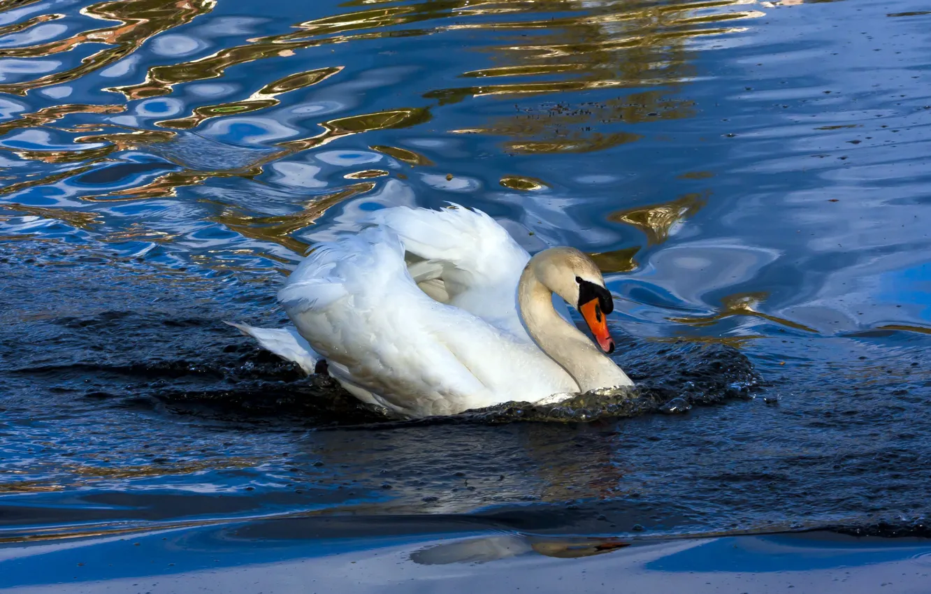 Photo wallpaper wave, white, water, glare, bird, Swan, pond, blue background