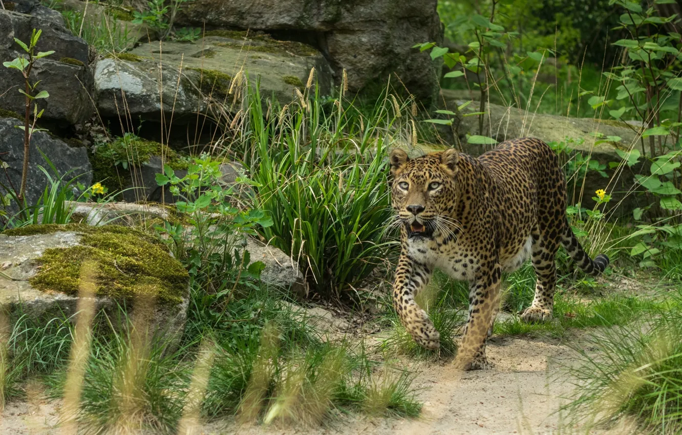 Photo wallpaper interest, predator, leopard, wild cat, attention, look up