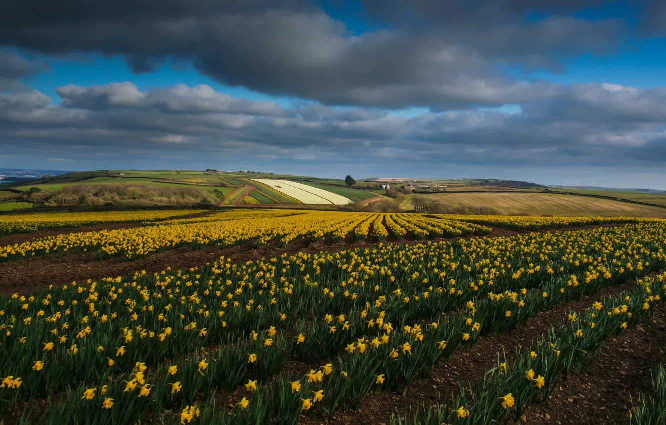 Photo wallpaper field, the sky, clouds, flowers, yellow, nature, hills, spring