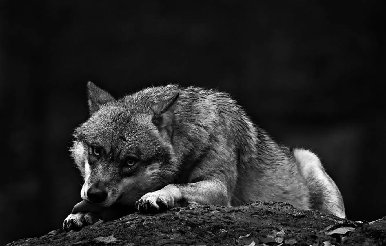 Photo wallpaper nature, snow, predator, face, animal, wolf, wildlife, portrait