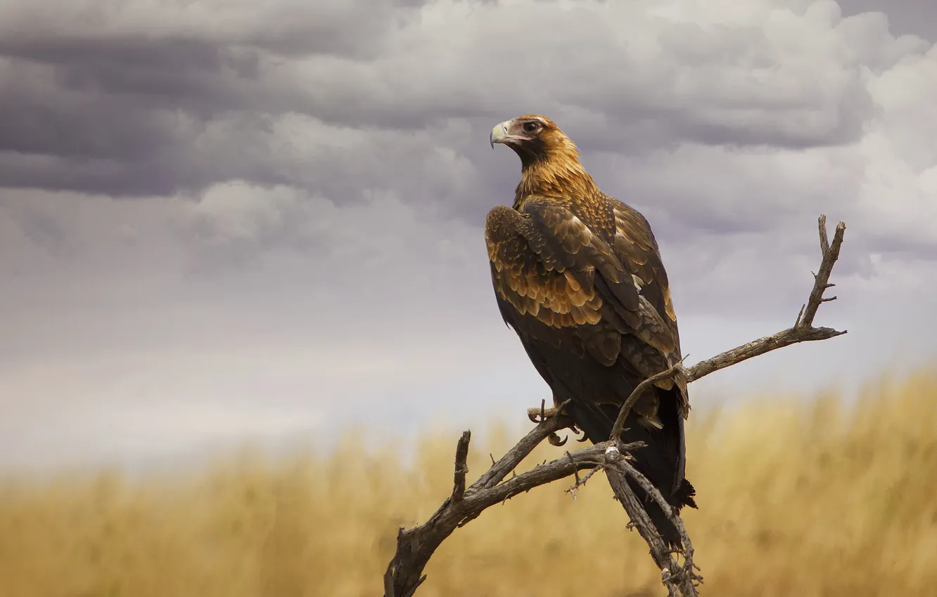 Photo wallpaper the sky, branches, bird, eagle