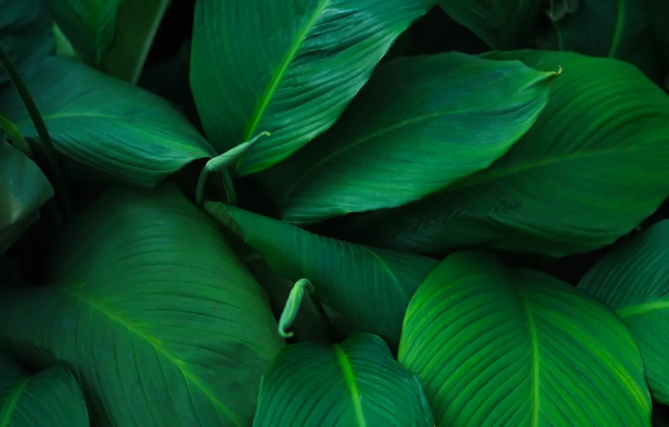 Photo wallpaper leaves, macro, plant