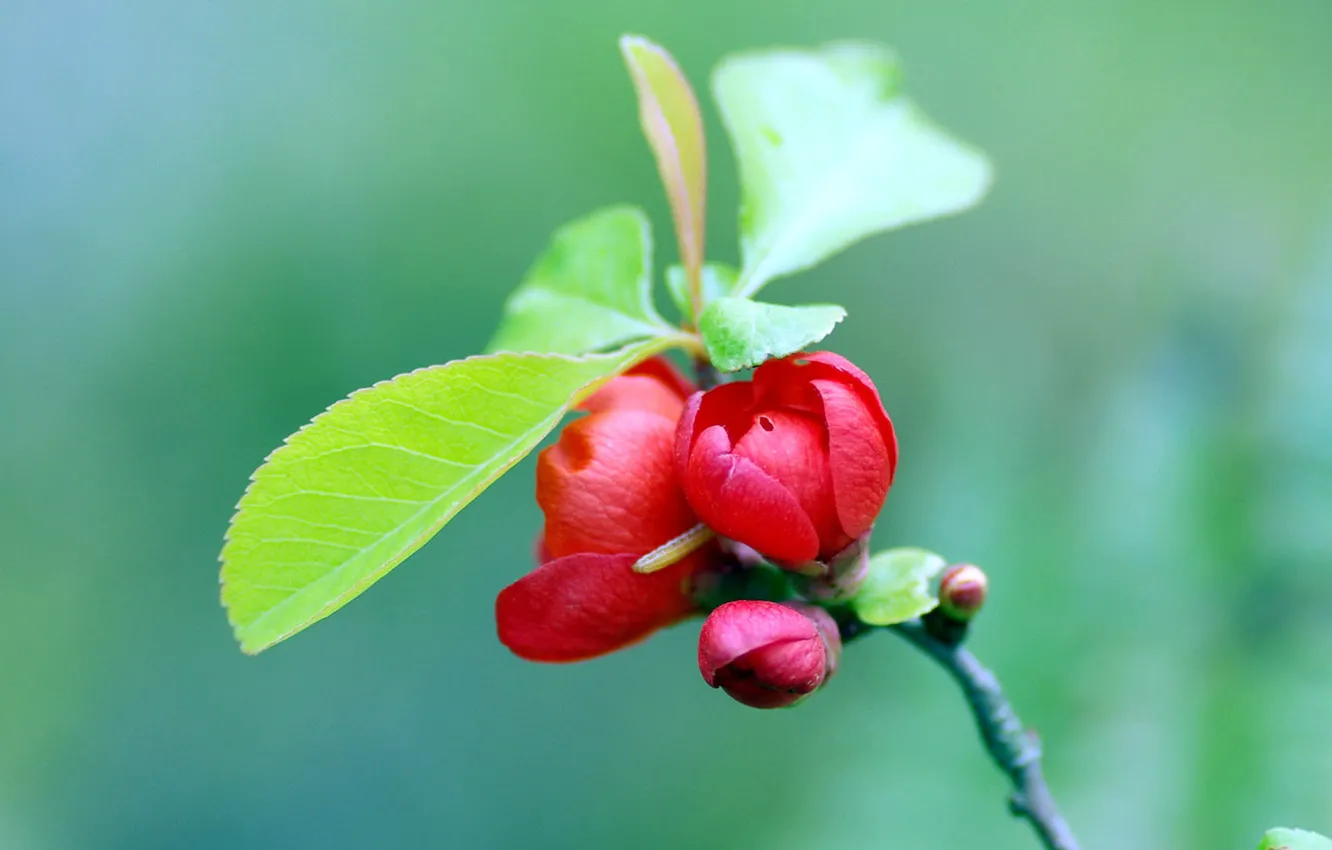 Photo wallpaper flower, sky, sea