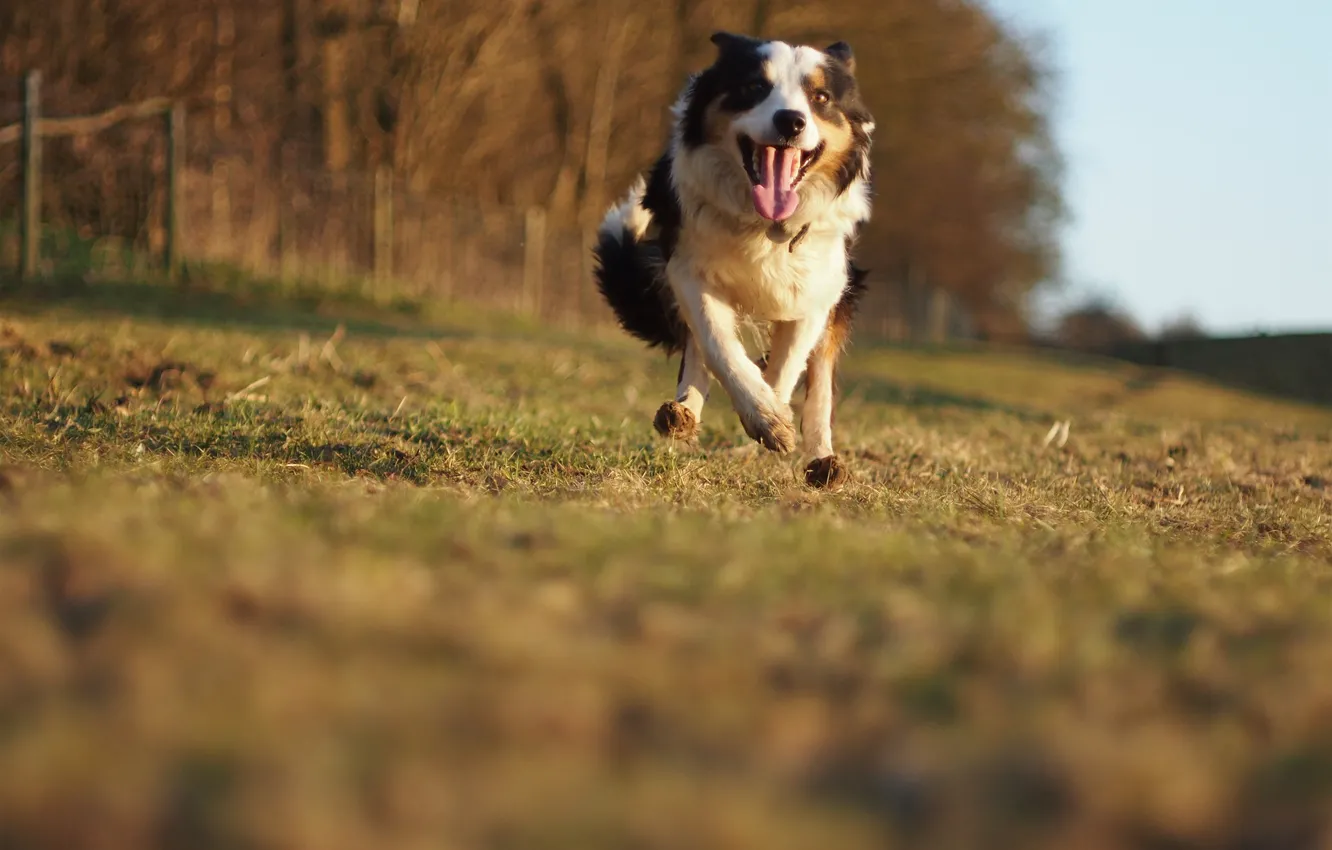 Photo wallpaper each, movement, speed, dog, running