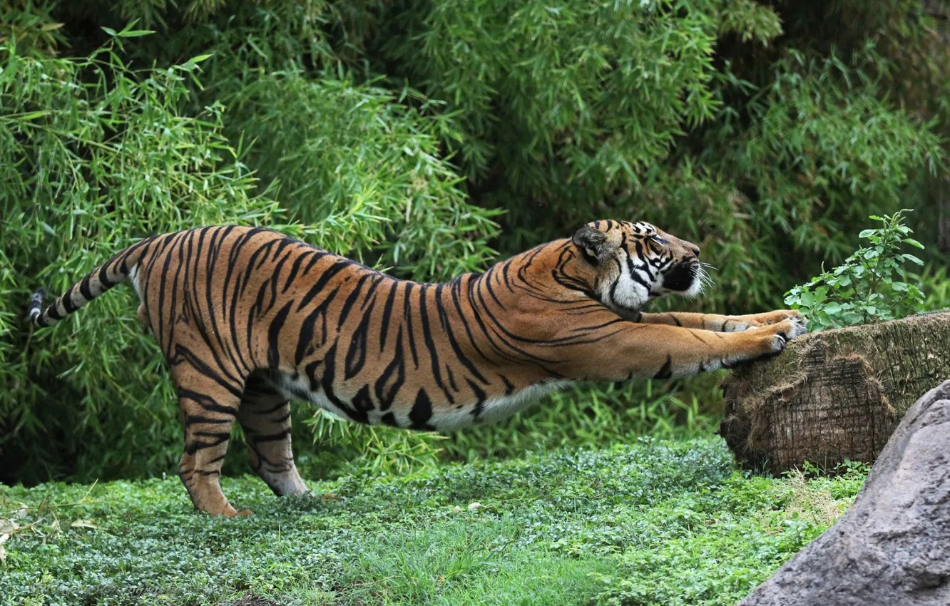 Photo wallpaper forest, glade, stone, stump, Tiger, stretching, warm-up