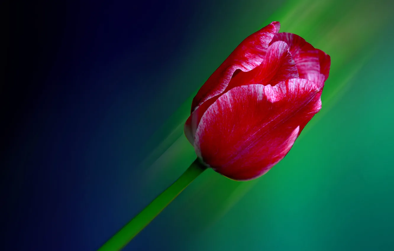Photo wallpaper line, background, Tulip, petals