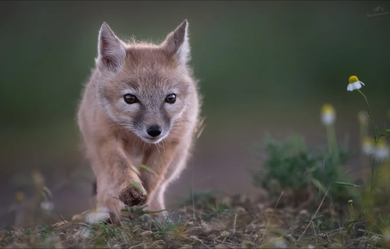 Photo wallpaper bokeh, Vlad Sokolovsky, Step into the unknown, korsachek, Young Korsak