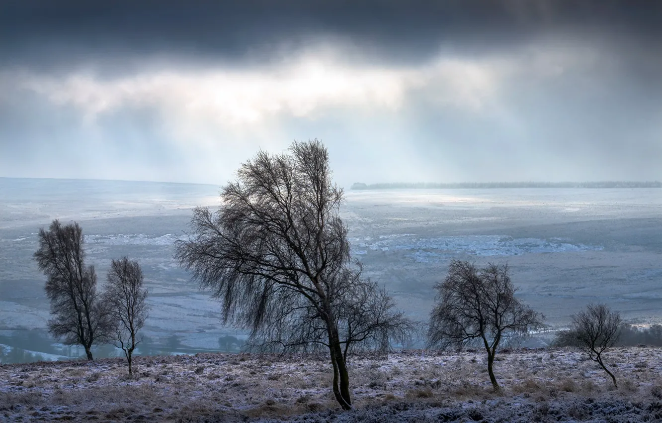 Photo wallpaper winter, snow, trees