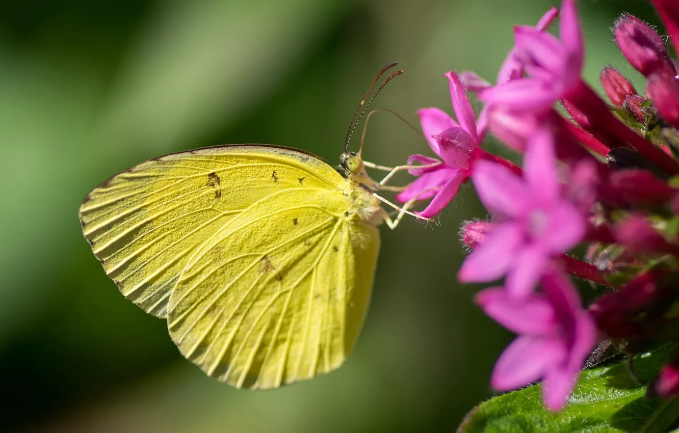 Photo wallpaper yellow, butterfly, wings