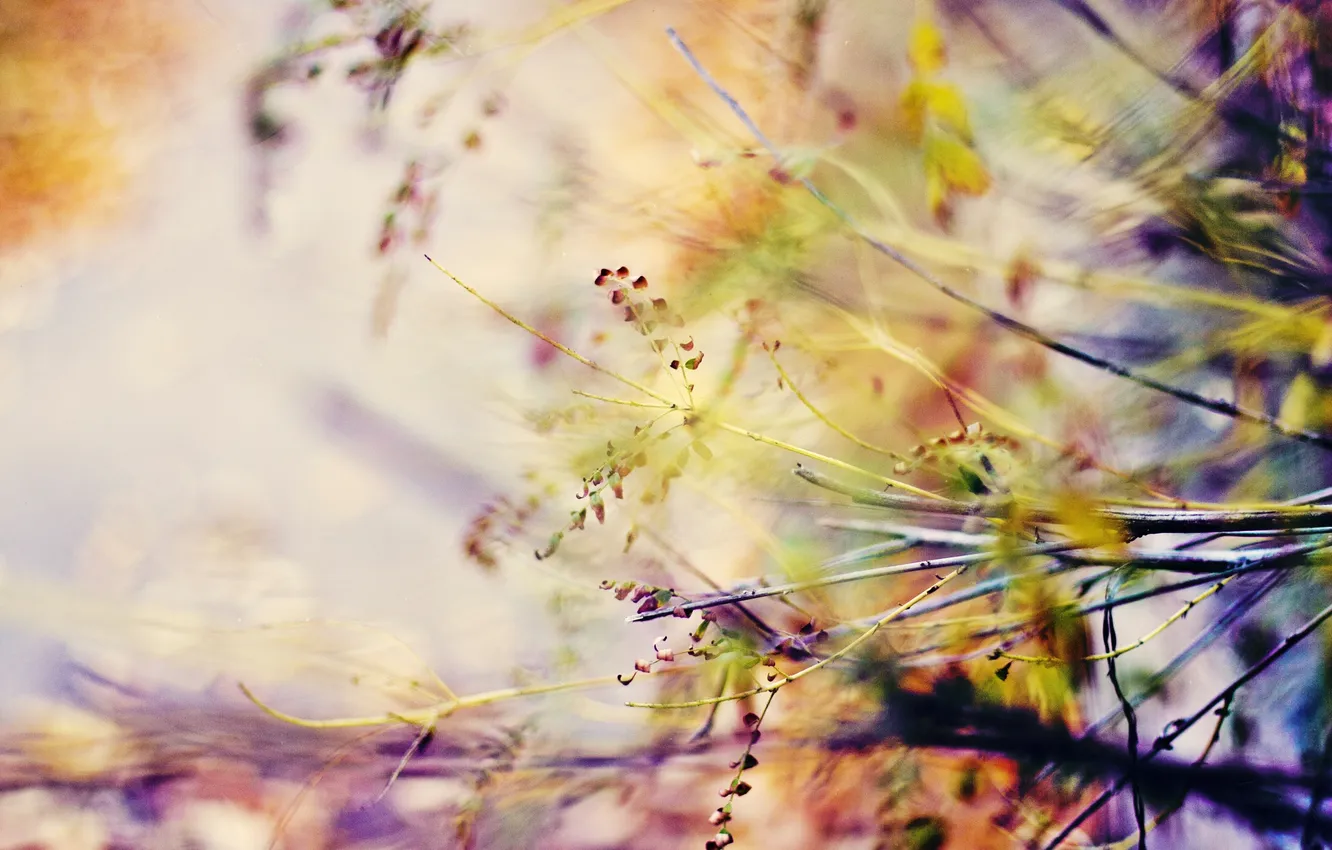 Photo wallpaper branches, bokeh, blurred, warm colors
