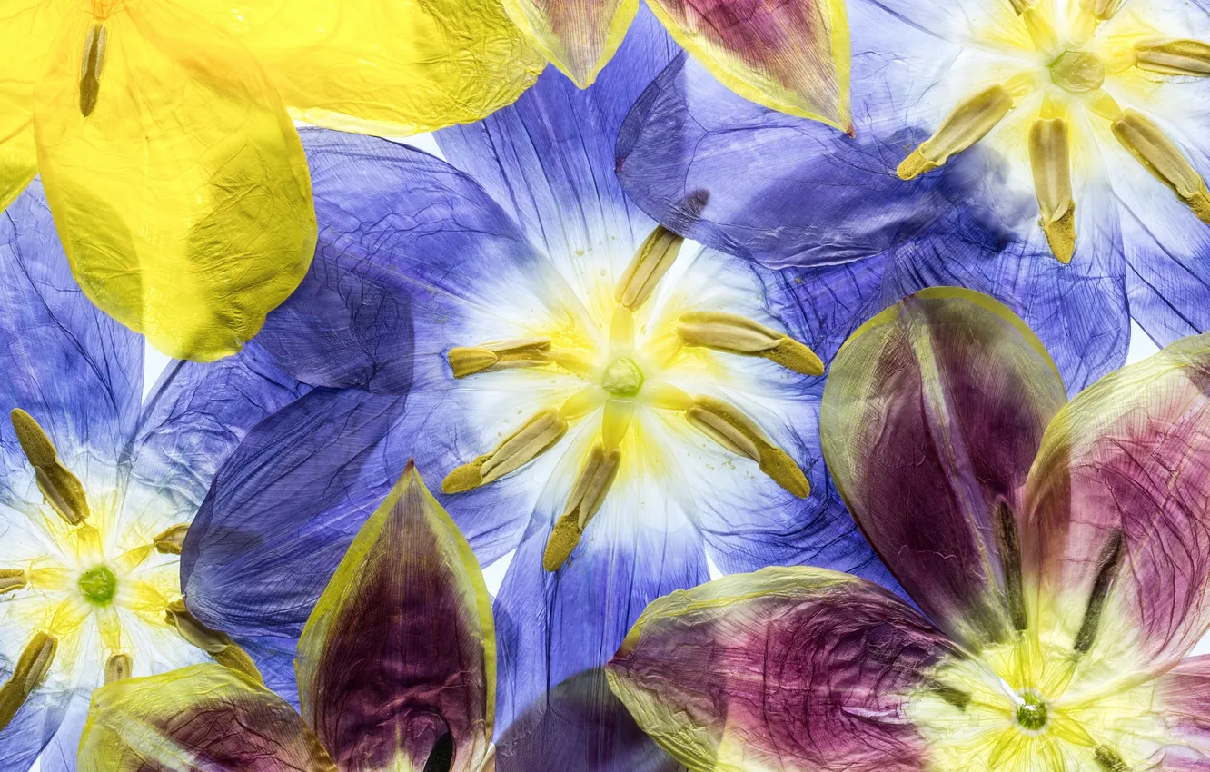 Photo wallpaper macro, petals, tulips, herbarium