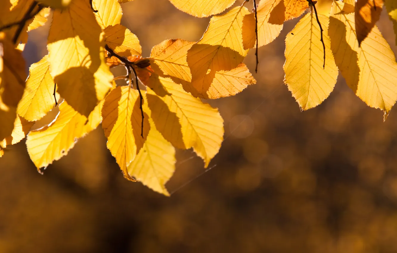 Photo wallpaper autumn, leaves, the sun, macro, yellow, glare, sprig, gossamer