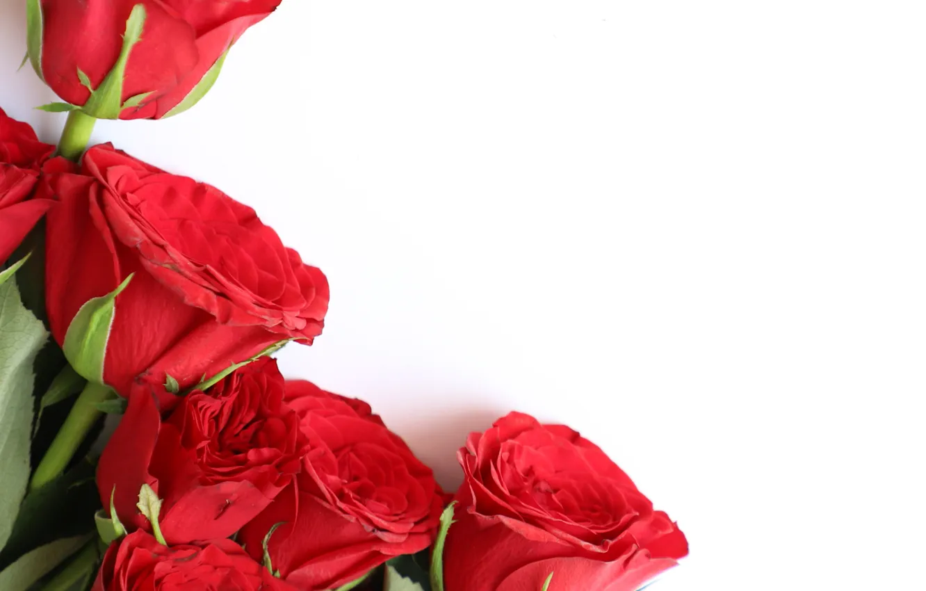 Photo wallpaper flowers, roses, buds