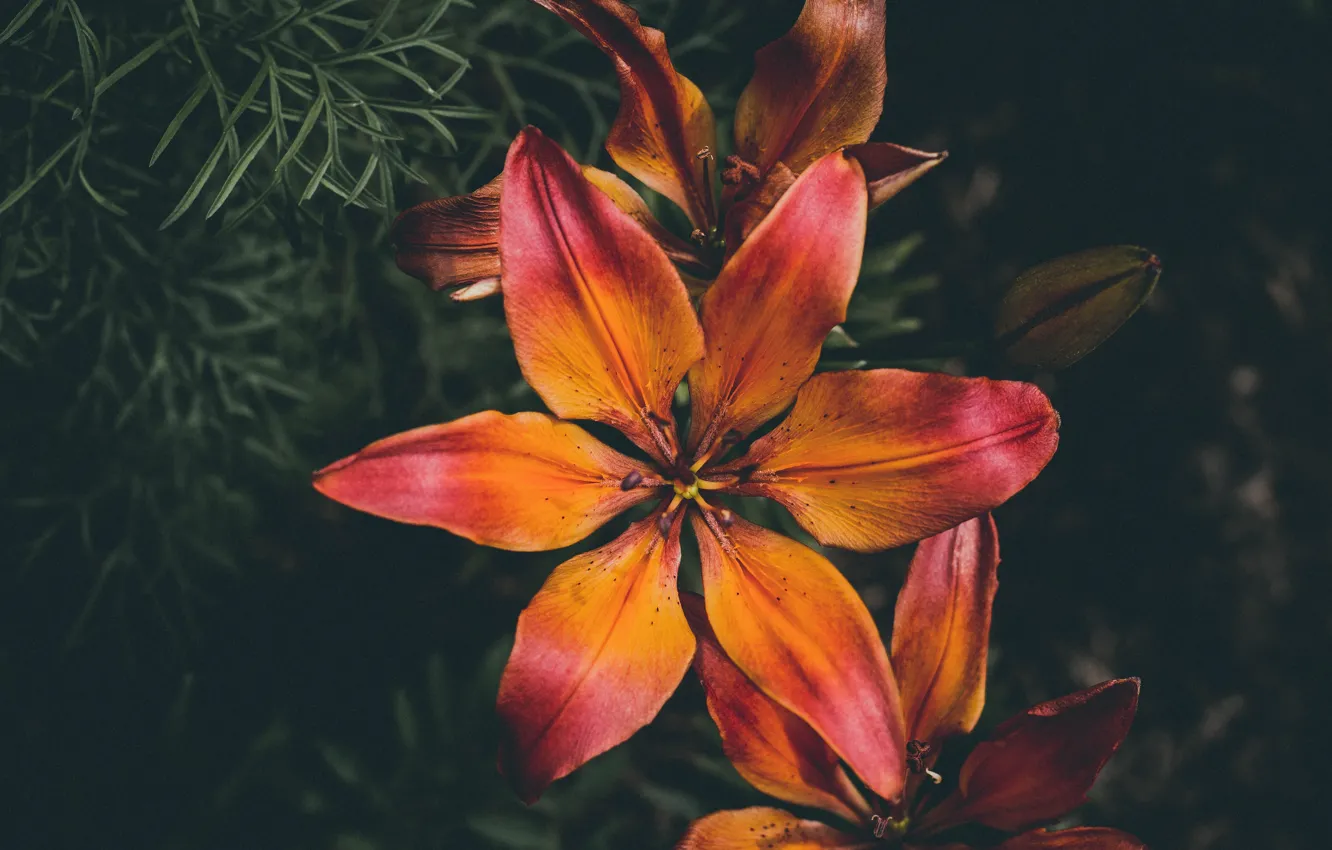 Photo wallpaper flowers, close-up, plant, color, flower, close-up, color, flora