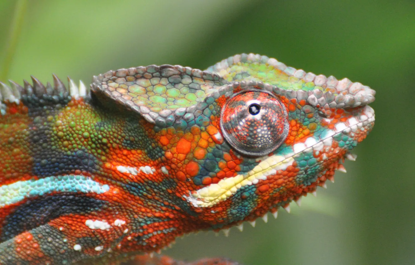 Photo wallpaper chameleon, focus, lizard, color