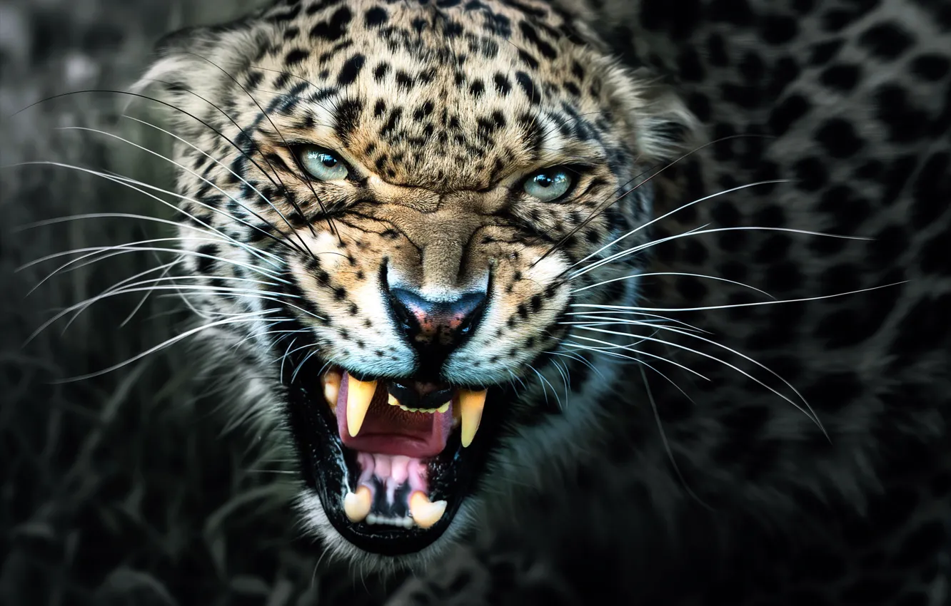 Photo wallpaper leopard, fangs, grin