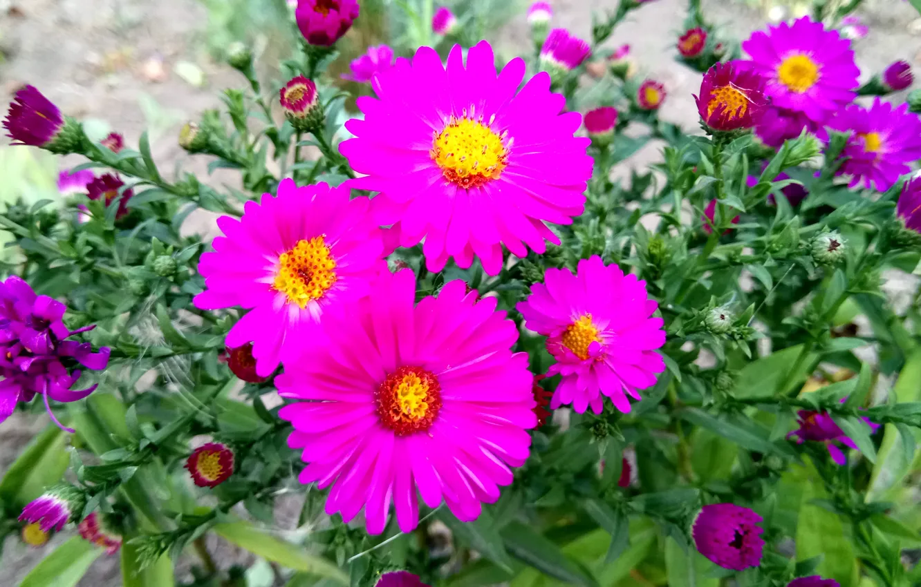 Photo wallpaper brightness, raspberry, Sept .