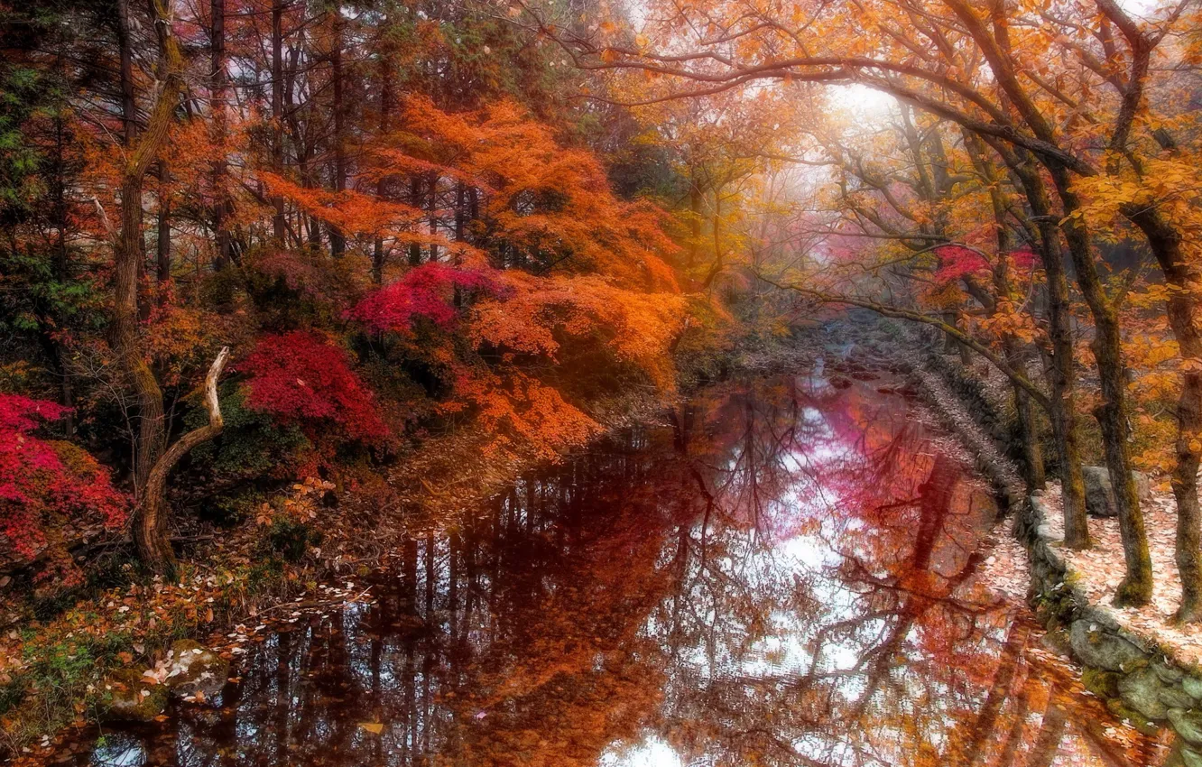 Photo wallpaper autumn, leaves, river, stream, paint