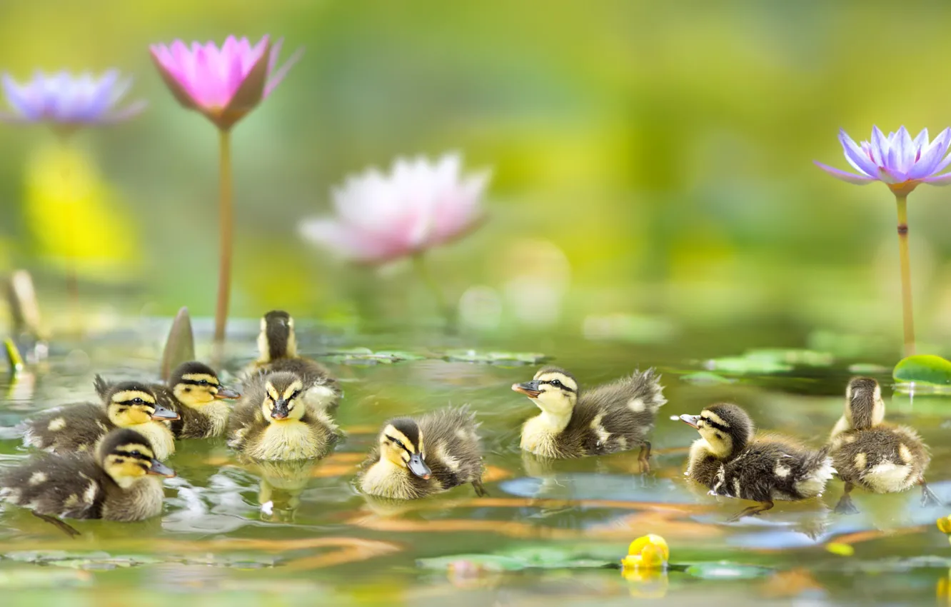 Photo wallpaper water, flowers, birds, Lily, ducklings, Chicks