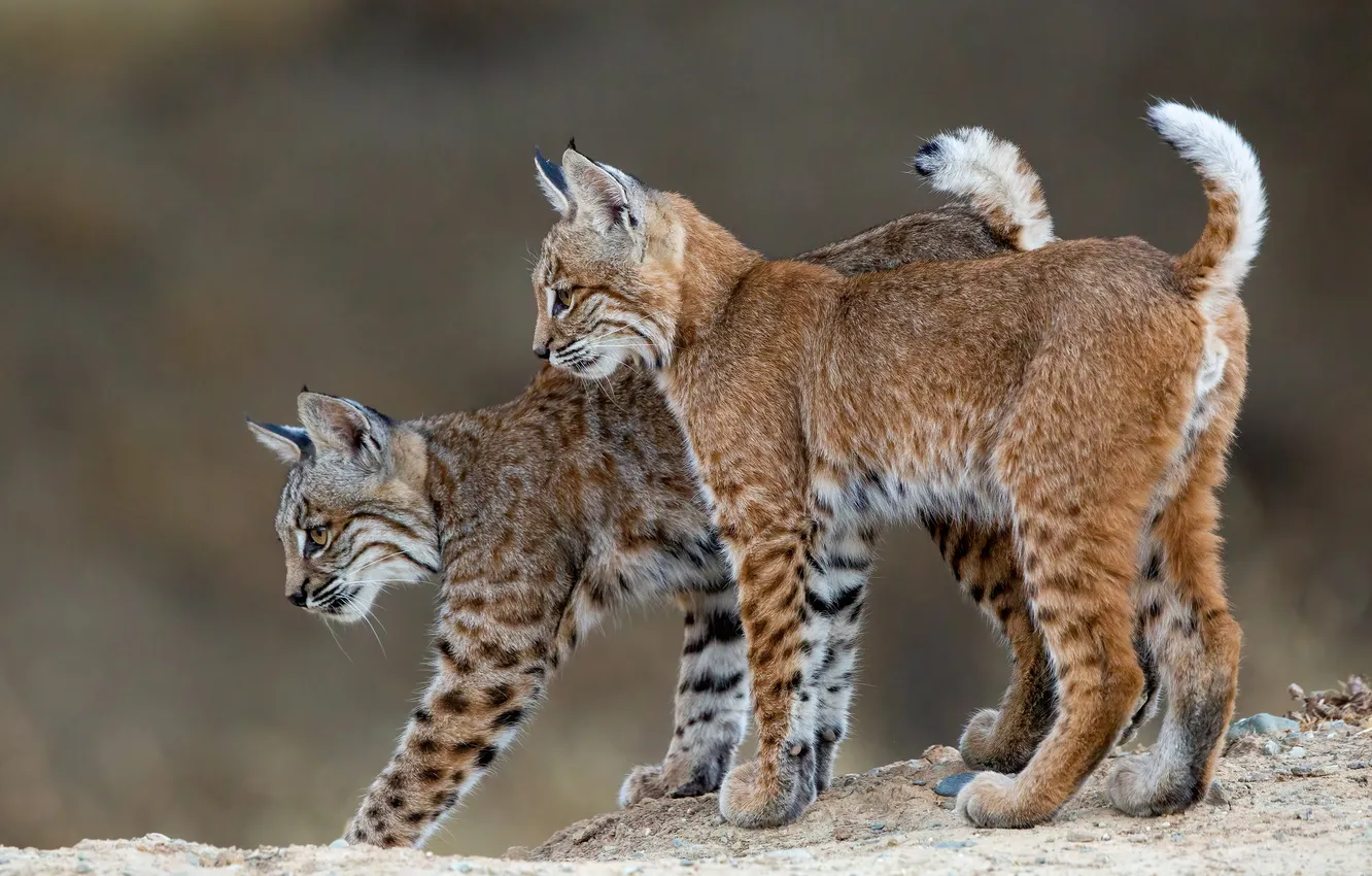 Photo wallpaper wild cats, a couple, lynx
